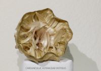 1 Artischockenkoerbchensilberlinge 1 Artischockenkoerbchensilberlinge